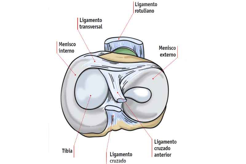 rodilla