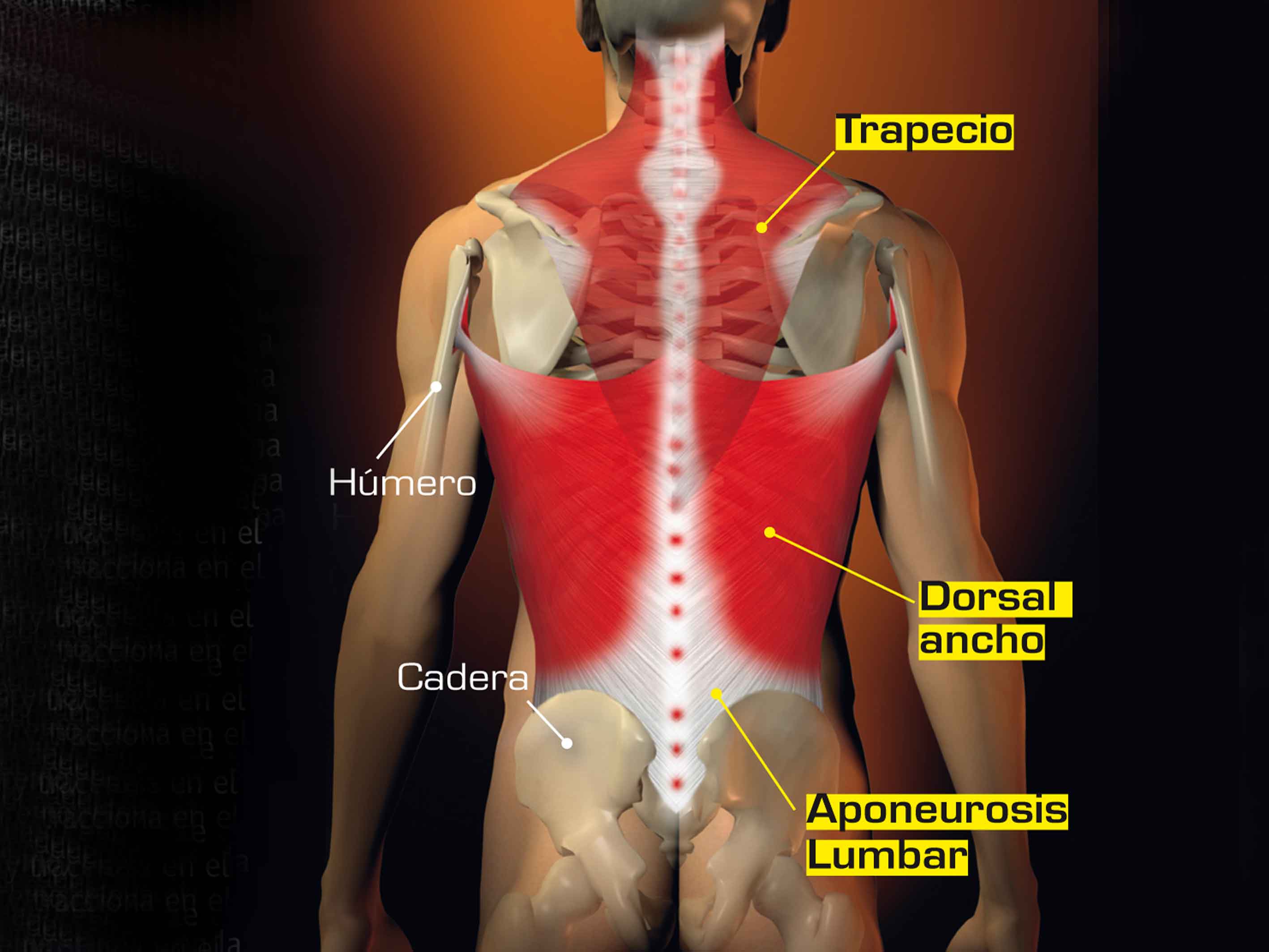 Tserebrolizin en el tratamiento de la columna vertebral