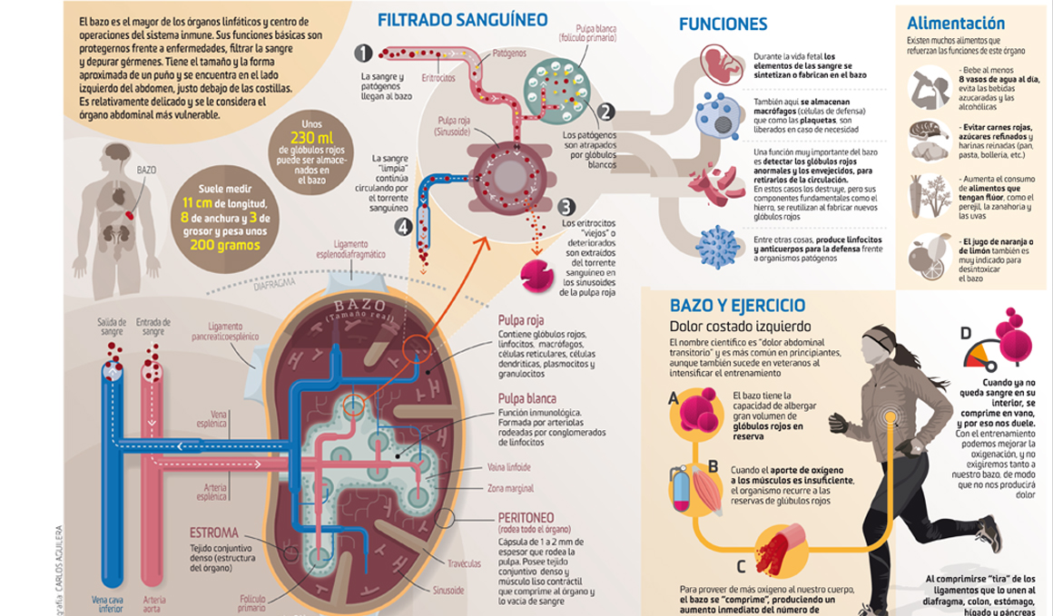 Resultado de imagen para el bazo como reservorio de eritrocito
