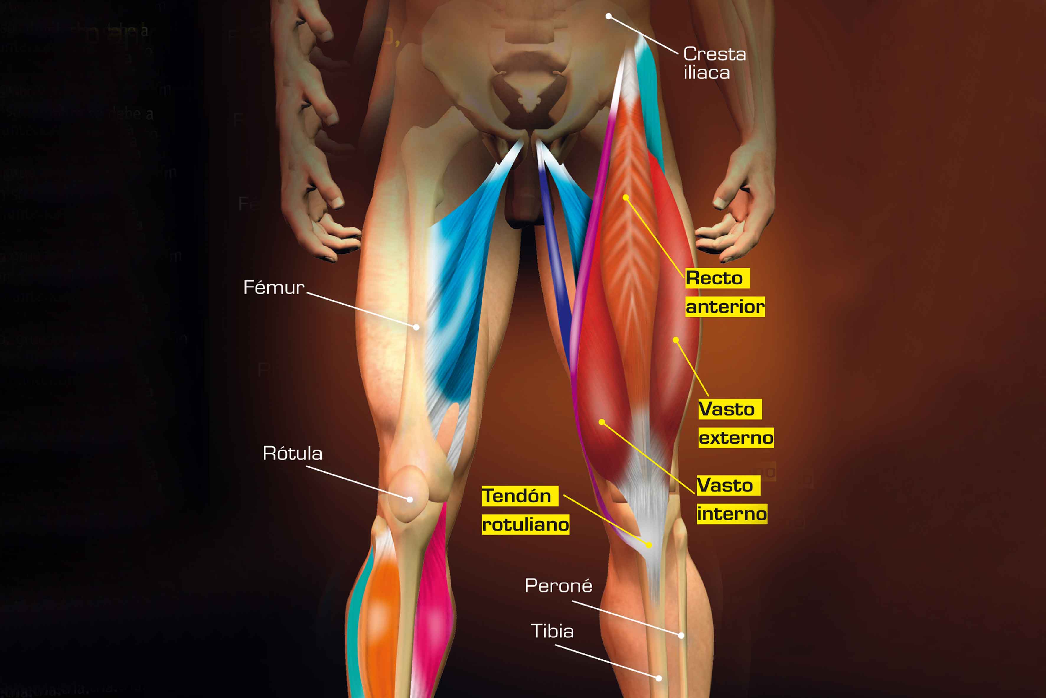 Musculos principales que se utilizan al hacer flexo-extensiones de piernas