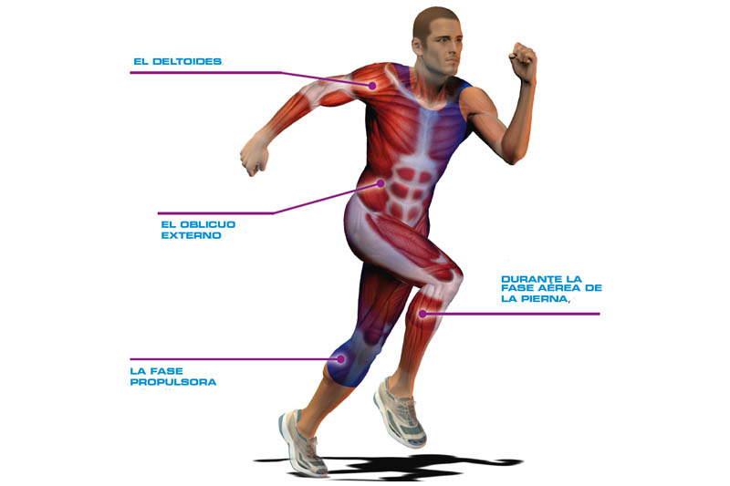 el cuerpo humano diseñado para moverse salud sportlife