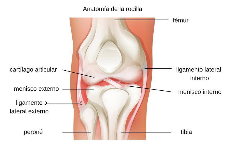 hay algo que pueda tomar que realmente me ayude con el desgaste de rodilla