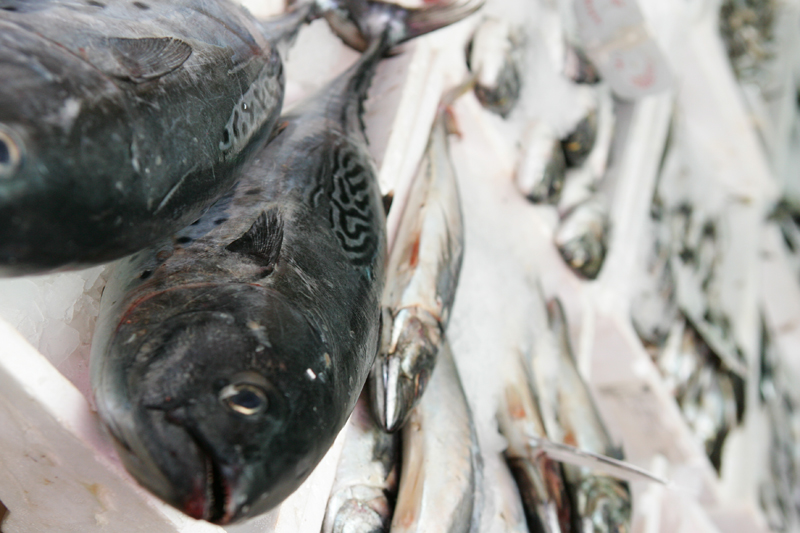 Tipos de pescado azul sin espinas