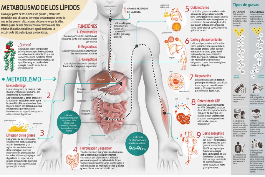Así funciona... el metabolismo de los lípidos