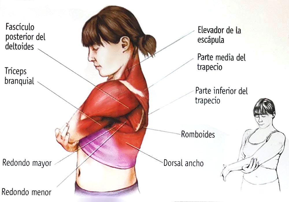 Los 12 estiramientos elementales Los 12 estiramientos elementales