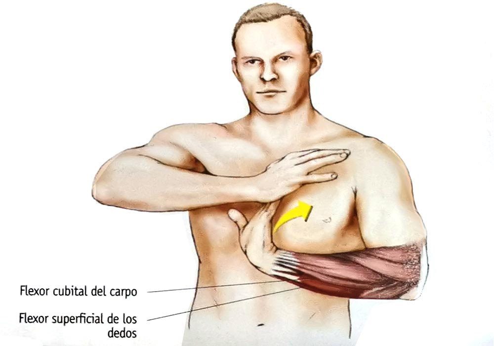 Los 12 estiramientos elementales Los 12 estiramientos elementales