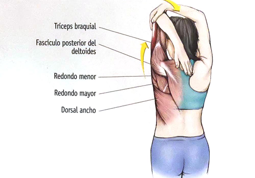 Los 12 estiramientos elementales Los 12 estiramientos elementales