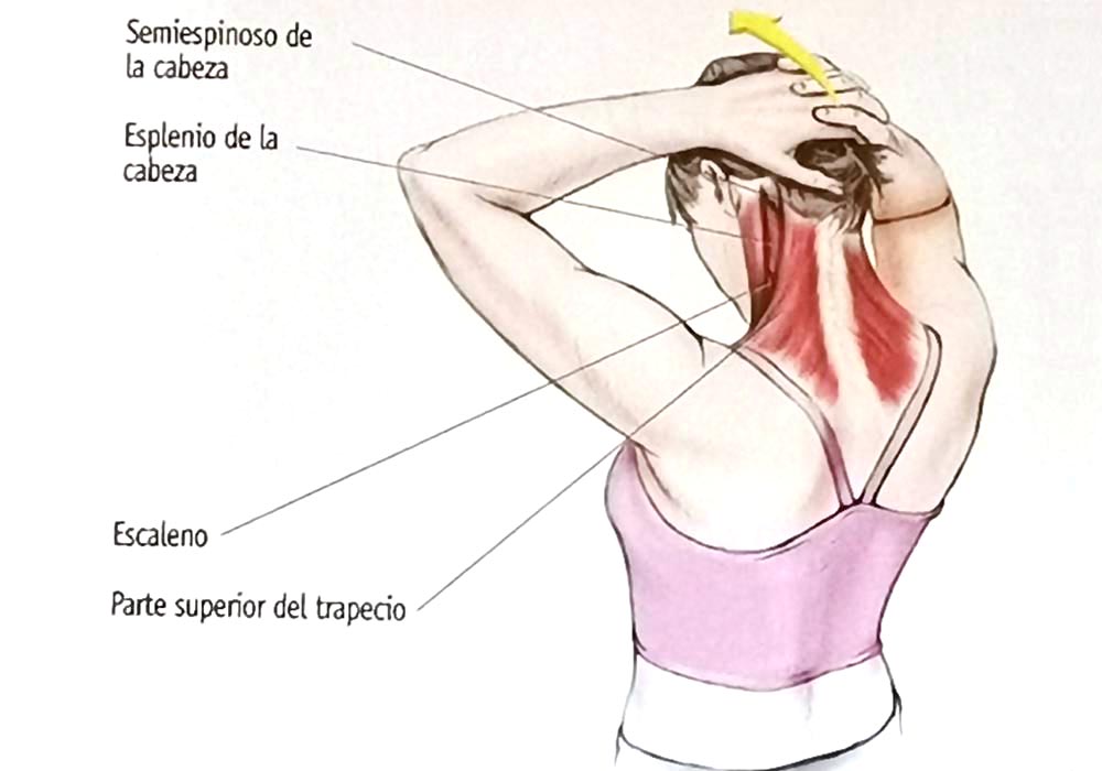 Los 12 estiramientos elementales Los 12 estiramientos elementales