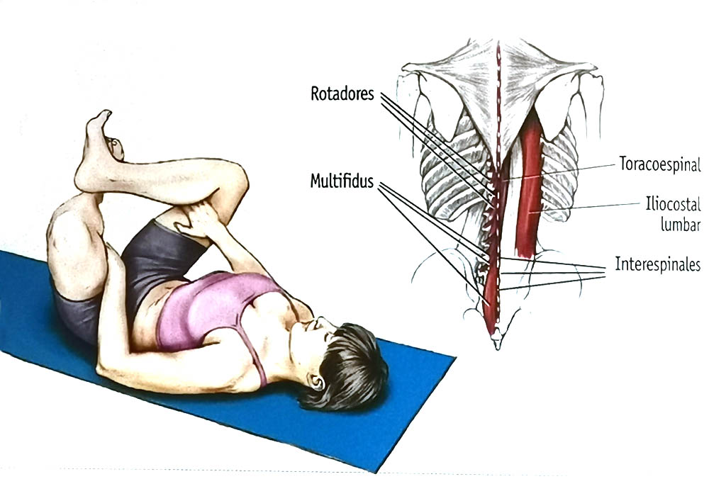 Los 12 estiramientos elementales Los 12 estiramientos elementales