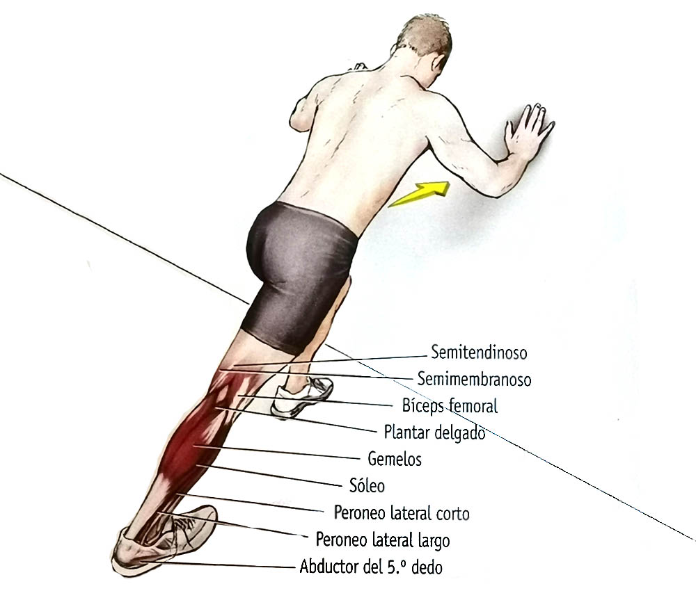 Los 12 estiramientos elementales Los 12 estiramientos elementales