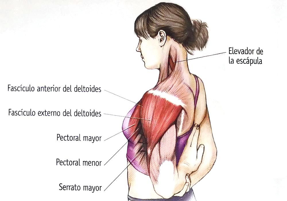 Los 12 estiramientos elementales Los 12 estiramientos elementales