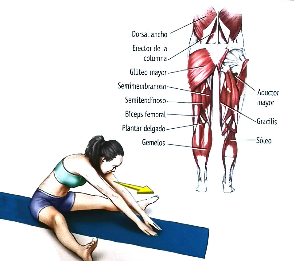 Los 12 estiramientos elementales Los 12 estiramientos elementales