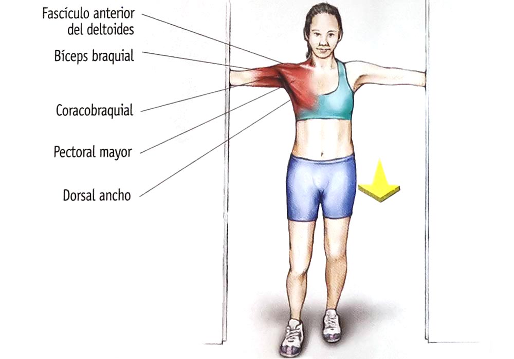 Los 12 estiramientos elementales Los 12 estiramientos elementales