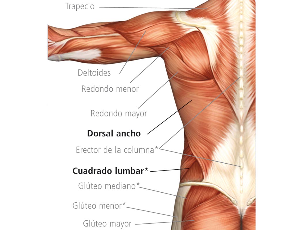 La anatomía del deportista | Salud | Sportlife