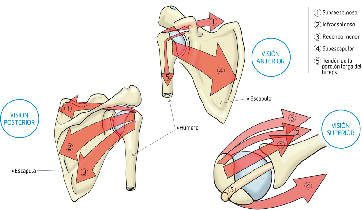 Hombros fuertes, estables y sin lesiones con estos ejercicios | Salud