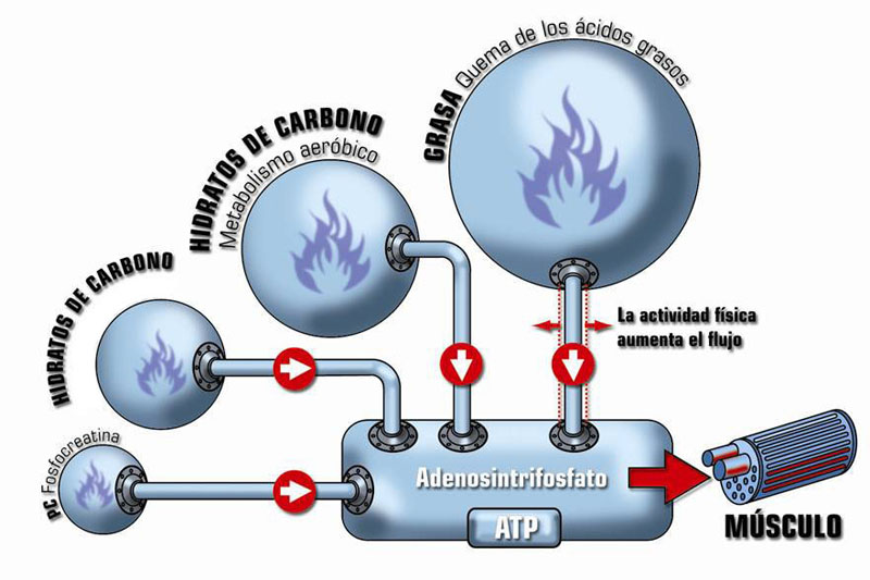 Reasearch en metabolismo catabolico