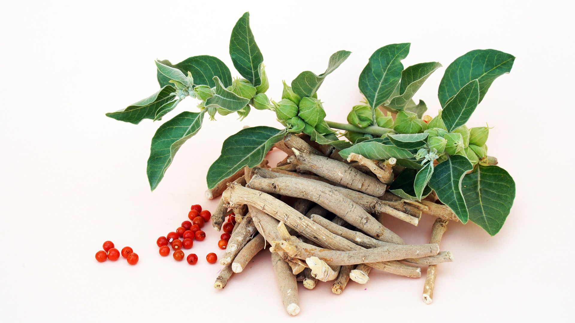 Ashwagandha, también conocida como Withania Somnifera. (Foto: iStock)