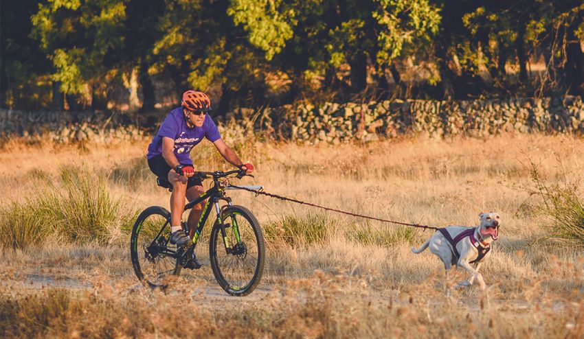 ¿Cómo montar en bici con nuestro perro?