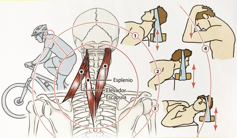 ¿Molestias cervicales? entrena tu cuello con 3 ejercicios.