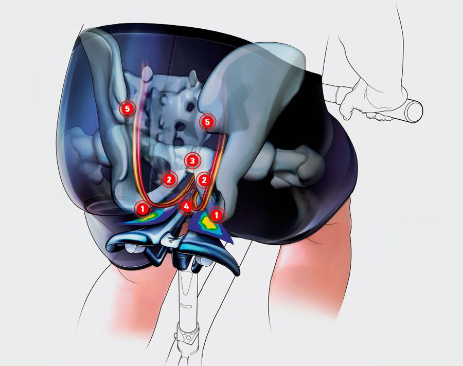 Lección breve de anatomía sillines