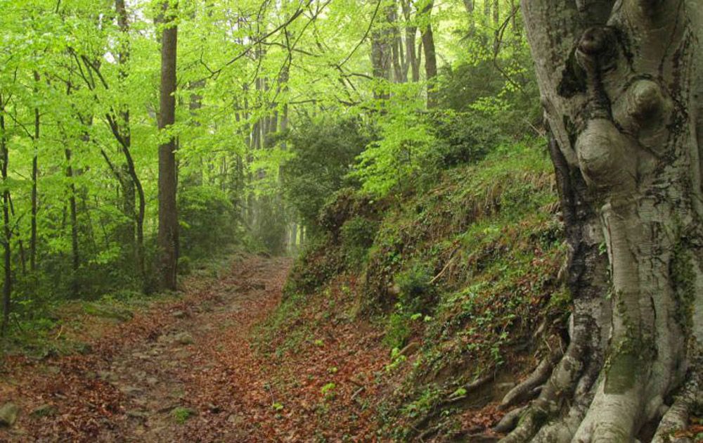 bany de bosc collscabra 700x441