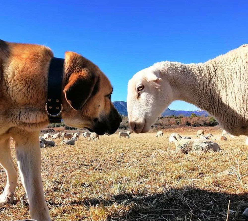 Ganaderos y MTB. Por la convivencia desde Zona Zero detalle