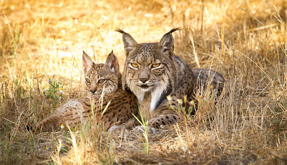 Un safari de lujo para observar el lince ibérico en Jaén Un safari de lujo para observar el lince ibérico en Jaén