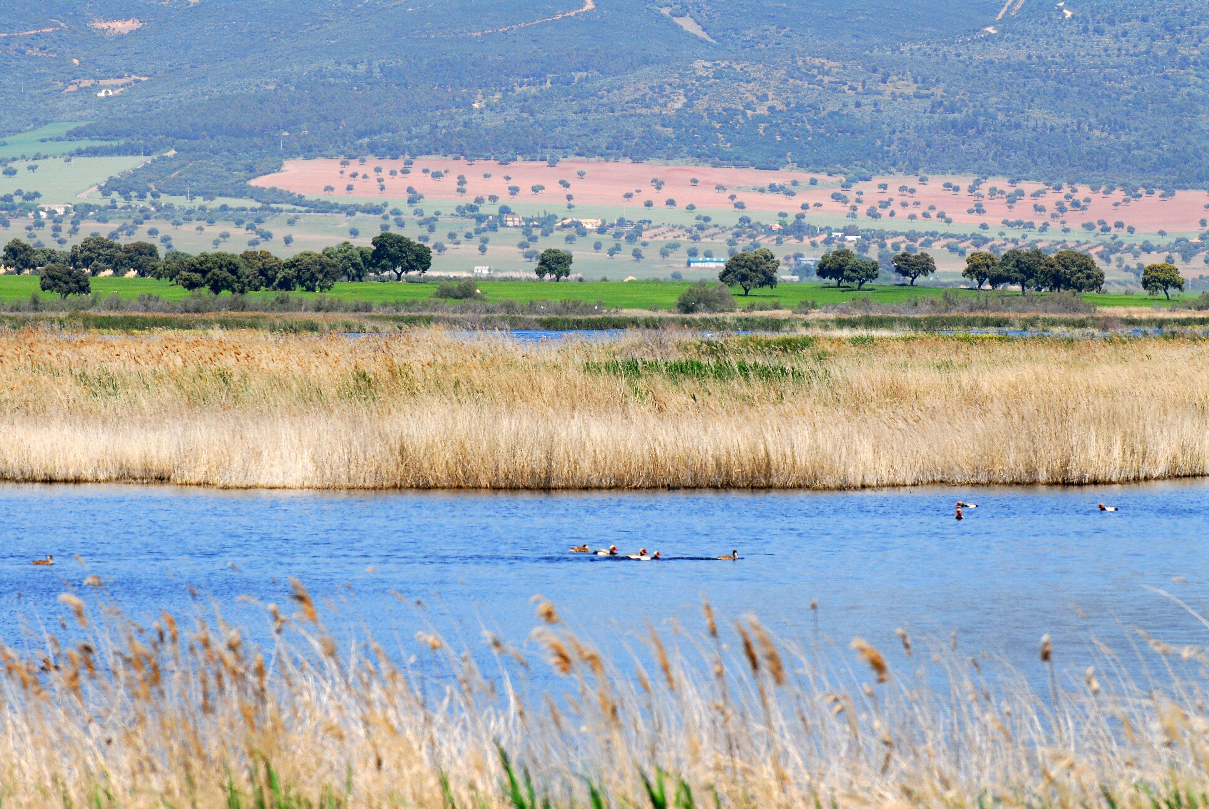 Daimiel, paraíso ambiental y ornitológico Daimiel, paraíso ambiental y ornitológico