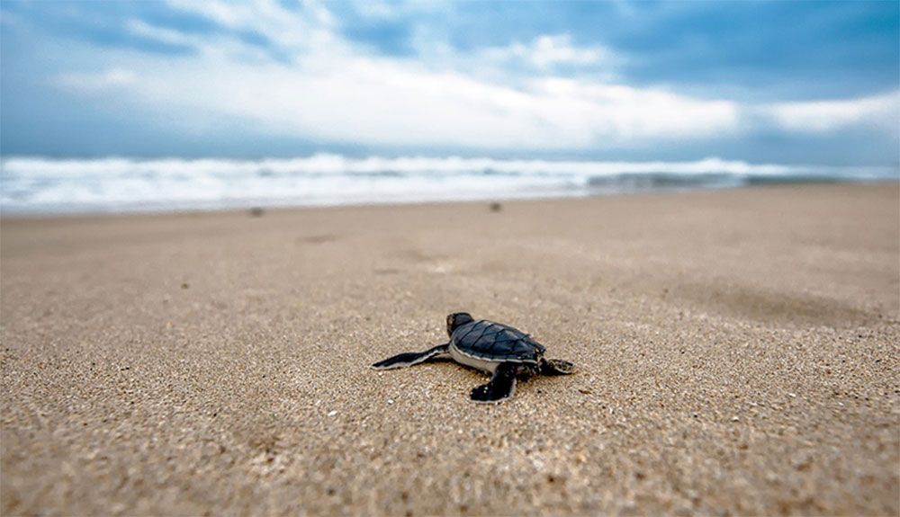 Comienza la temporada de avistamiento de tortugas en Costa Rica Comienza la temporada de avistamiento de tortugas en Costa Rica