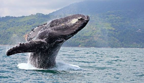 costa rica ballenas