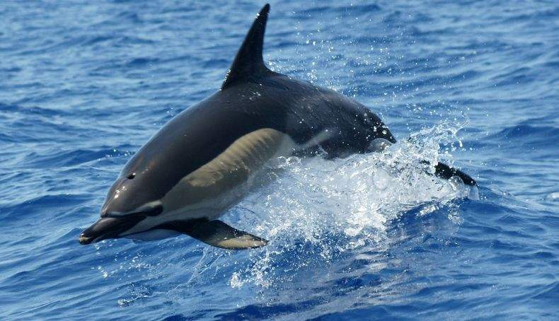 madeira3
