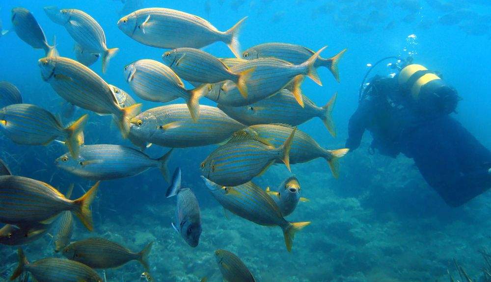 Buceo Islas Medas