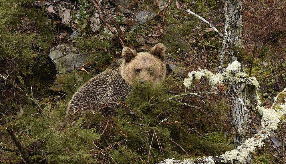 Oso pardo. Foto: FOP