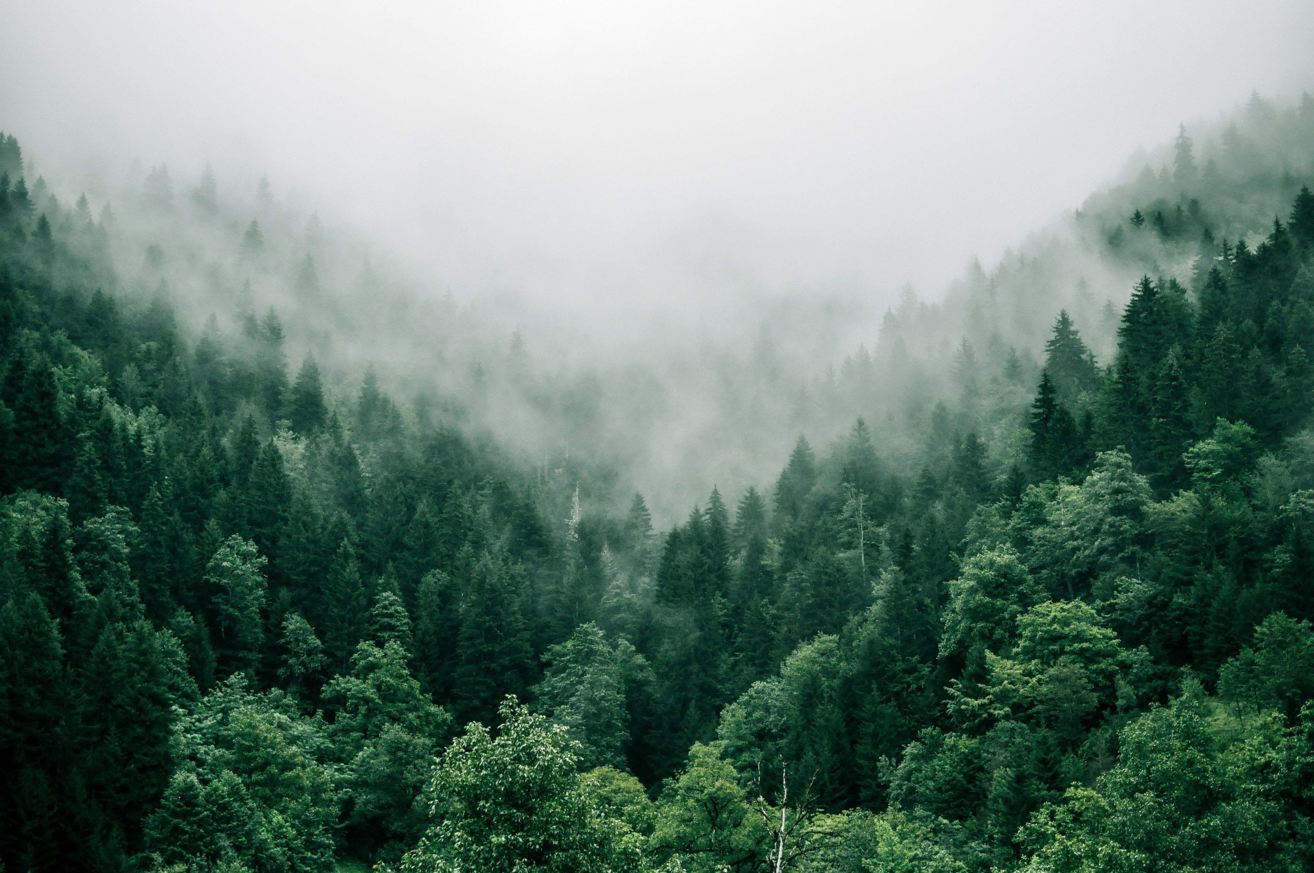 Foto aérea de un bosque de árboles verdes con niebla persistente