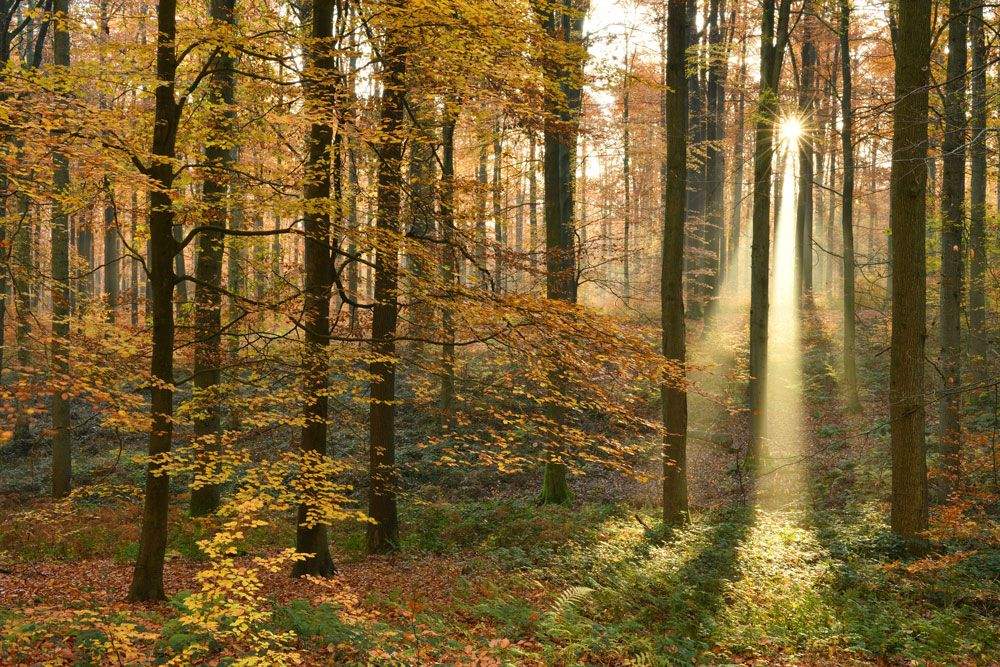 1 Morning in autumn in Sonian Forest © Yves Adams