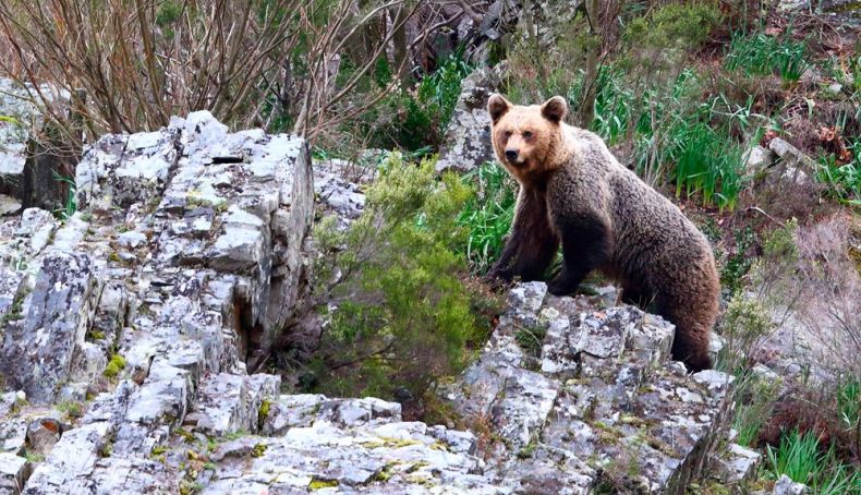 Oso en alerta en Fuentes del Narcea J Morrosco