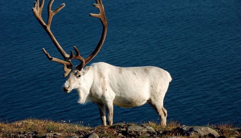 Mageroya Norway HGR 67509 Photo Photo Competition(1)