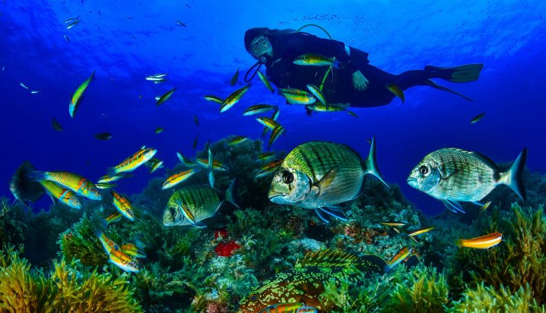 Isla Tabarca buceo