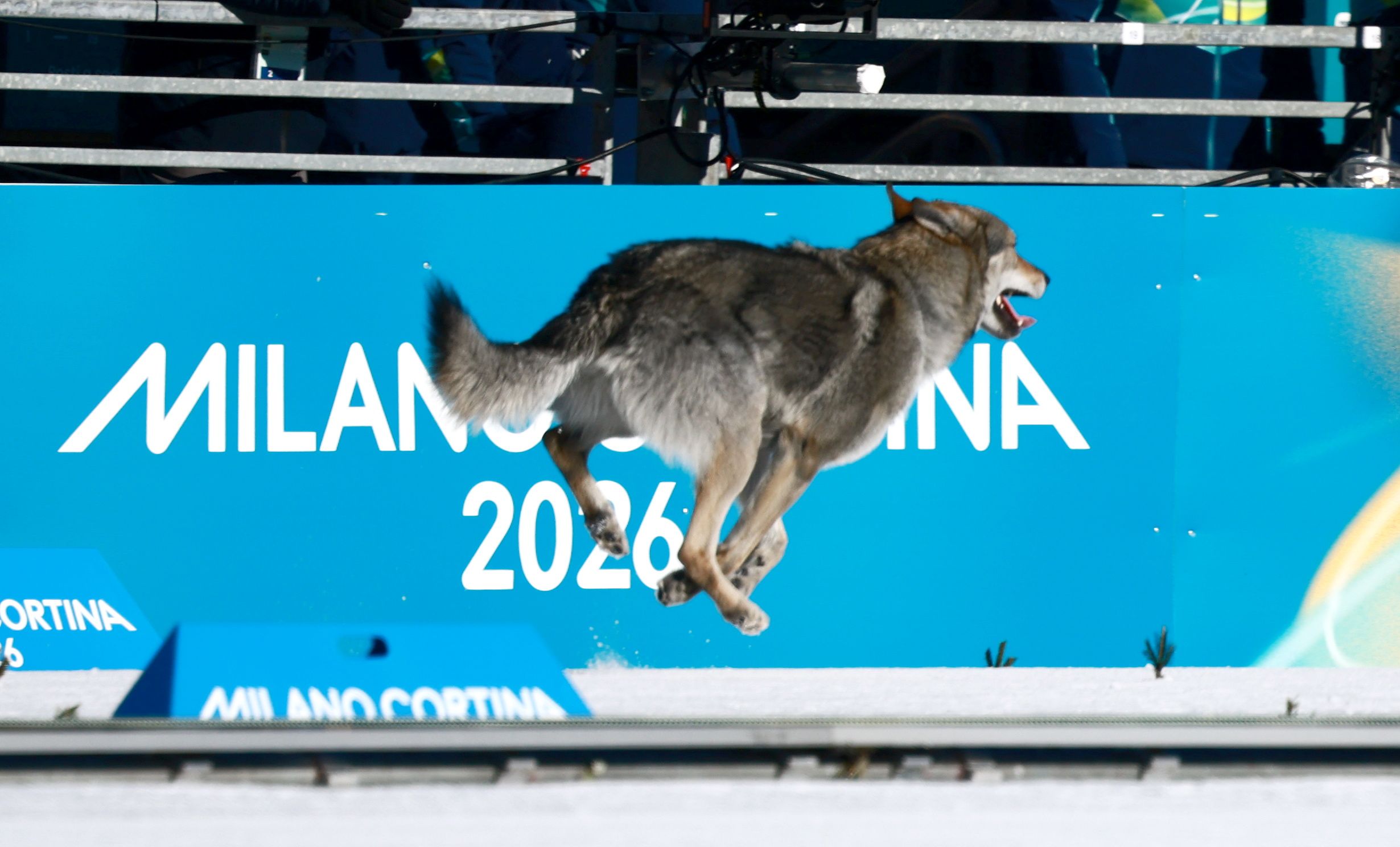 El perro lobo que cruzó la meta de los Juegos Olímpicos se vuelve viral