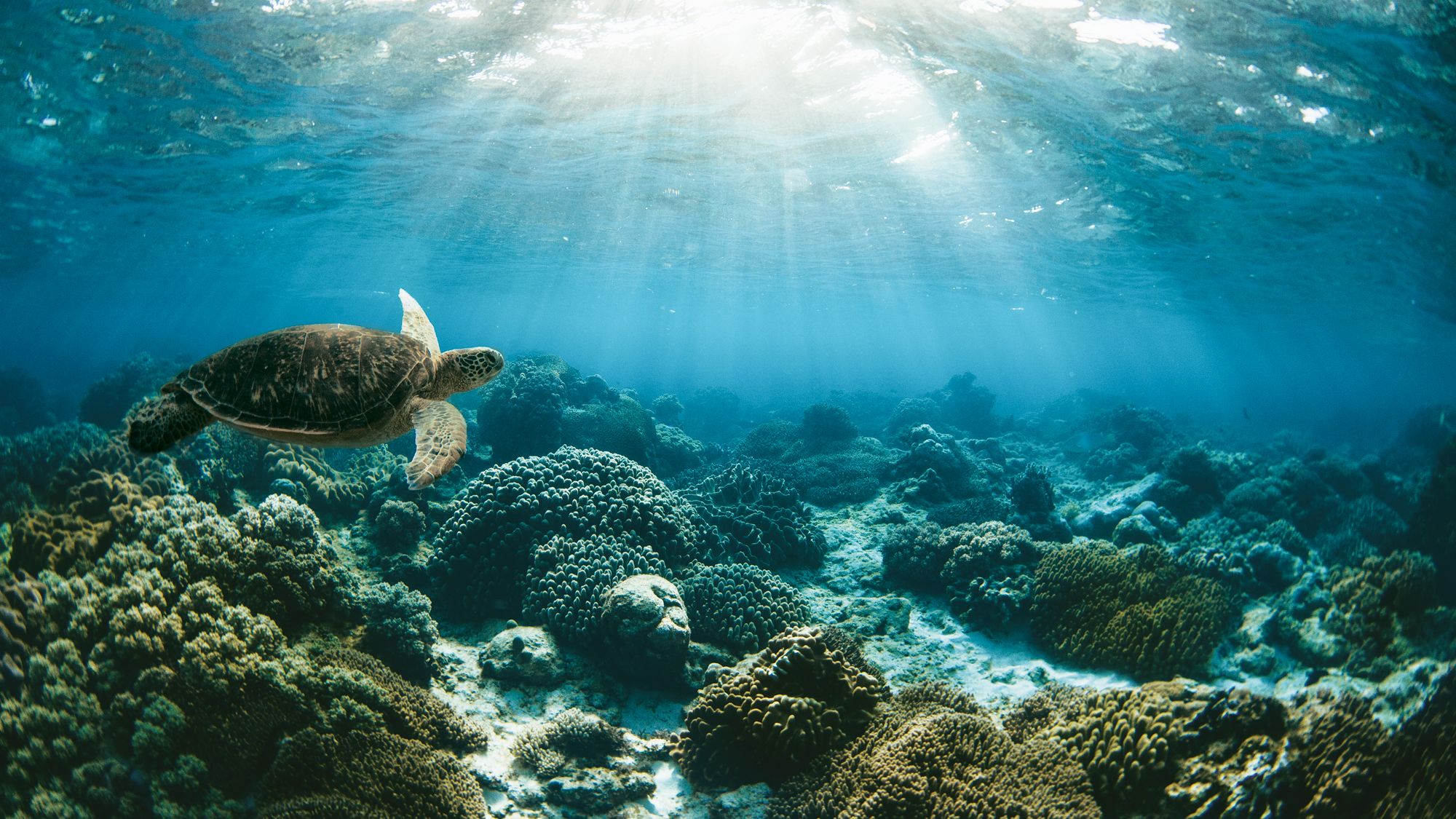 Una primavera en Filipinas en busca de aventura. Foto: Apo Island / Tommy Schultz