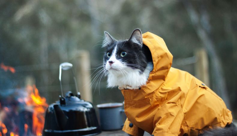 iStock 1314644764