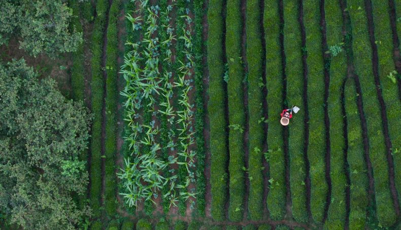 Tea Harvest 2