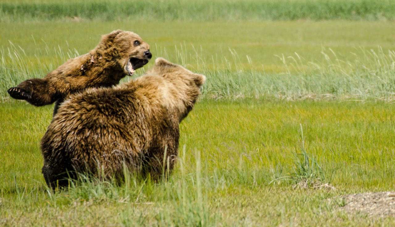 Los osos de Katmai