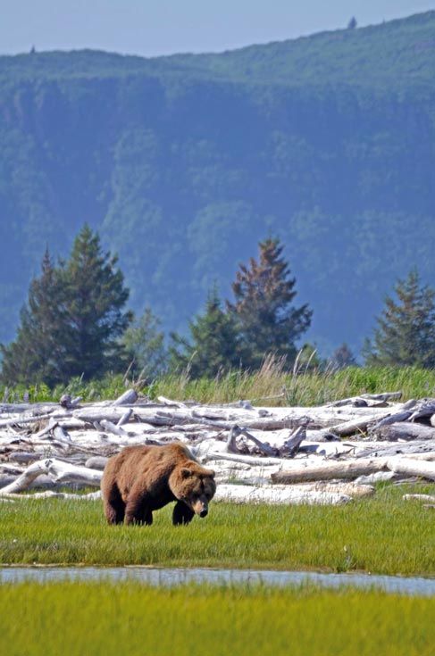 Los osos de Katmai