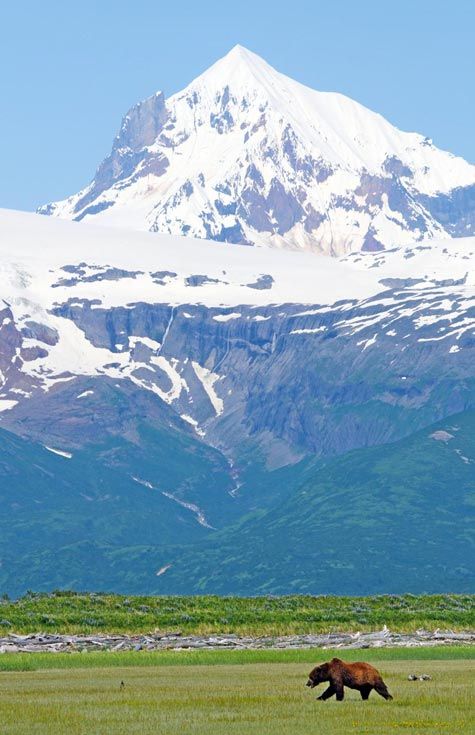 Los osos de Katmai
