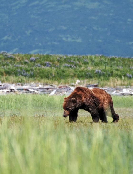 Los osos de Katmai
