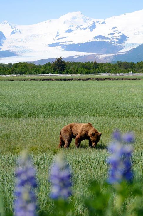 Los osos de Katmai