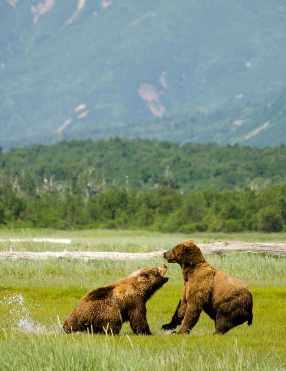 Los osos de Katmai
