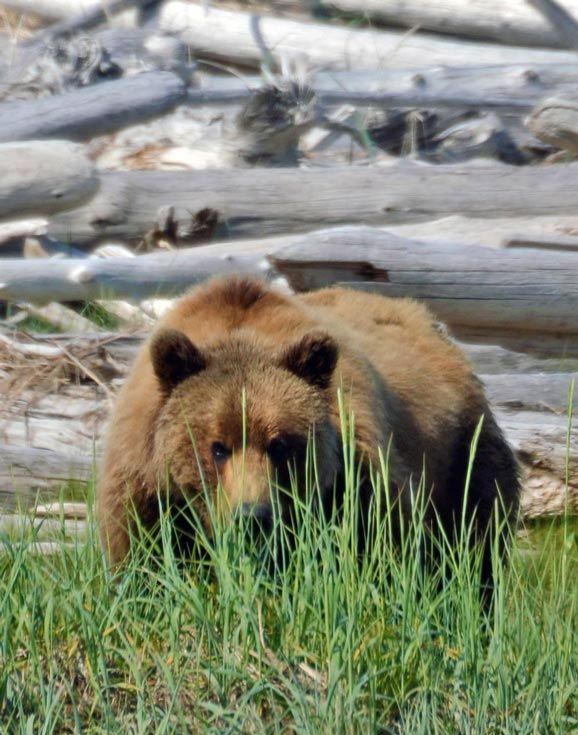 Los osos de Katmai