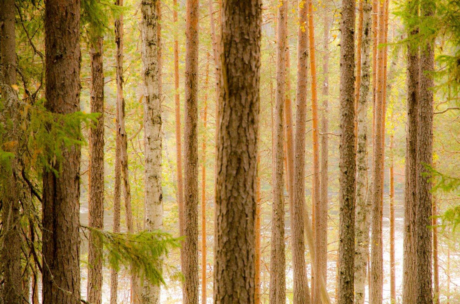 Finlandia en 15 fotografías